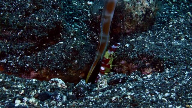 The underwater symbiotic relationship - goby fish lives together with shrimps. Sea life of Tulamben, Bali, Indonesia.