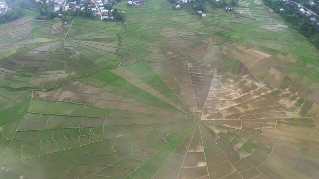 aerial view of Spider Web Rice Fields
in Flores, Ruteng