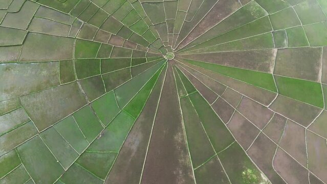 aerial view of Spider Web Rice Fields
in Flores, Ruteng