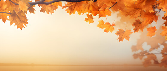 Naklejka na ściany i meble Maple leaves in sunny autumn