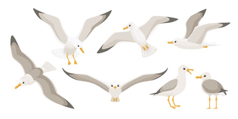 Obraz premium Flying seagulls. Bird in flight isolated on a white background. Soaring seabird. Vector illustration in a flat style.