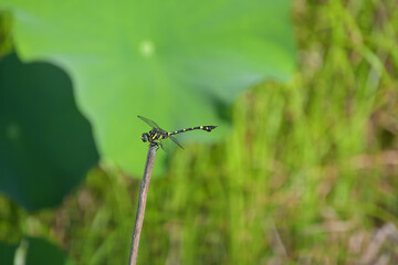 ハスの枯れ茎にとまったタイワンウチワヤンマ