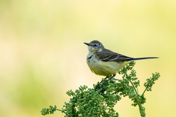 Beautiful western yellow wagtail (Motacilla flava) perched on a juniper branch on a warm summer day