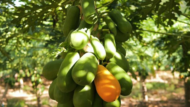 Papaya fruit trees organic plantation in Thailand. High quality 4K slowmotion cinematic farming and agricultural footage.
