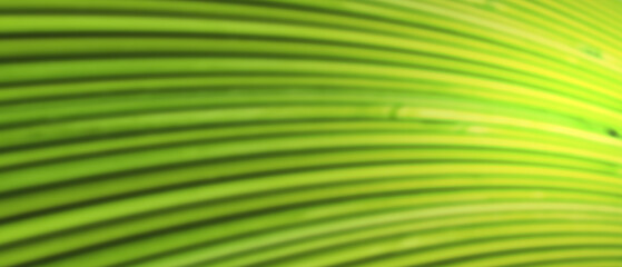 Obraz premium green blurred background geometry line