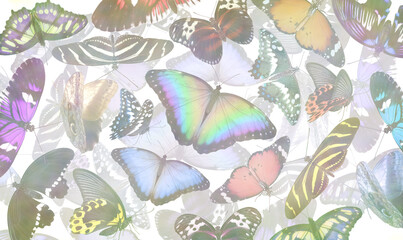 Colourful multi-layered butterflies background template - Multiple different shape and sizes and colours of butterflies overlaid and fading creating a random chaotic multicoloured background
