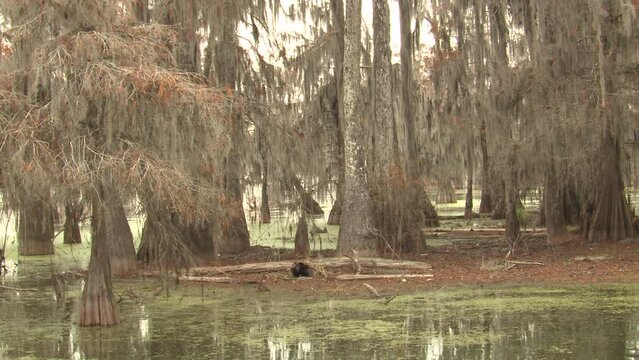 Cypress Trees and Wetland Swamp Forest Lake Martin Louisiana in Winter