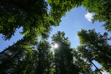 Forests of Romania. Wide angle landscape photo with the amazing green forest from Orastiei Mountains under a clear blue sky and white clouds. Nature of Romania.