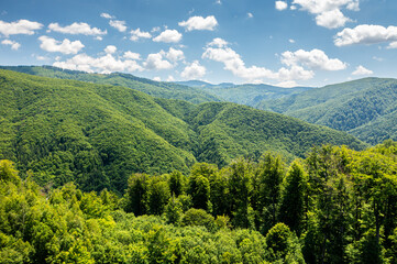 Forests of Romania. Wide angle landscape photo with the amazing green forest from Orastiei Mountains under a clear blue sky and white clouds. Nature of Romania.