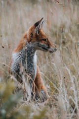 Rotfuchs Portrait