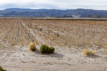 Field with quinoa in the Bolivian altiplano near Oruro; Agriculture in the highlands of South...