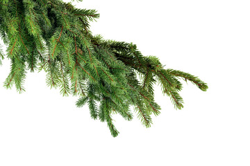 Spruce pine branches isolated on transparent background.  Christmas tree twig clipar clip art. Green branch isolated png © Daria