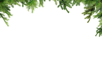 Spruce pine branches isolated on transparent background.  Christmas tree twig clipar clip art.
Green branch isolated png