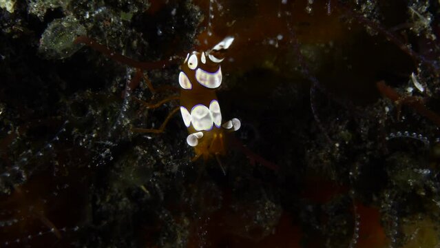 Squat Shrimp or Sexy Shrimp - Thor amboinensis. Underwater macro life of Tulamben, Bali, Indonesia.