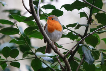 A beautiful European robin perching in a tree. 