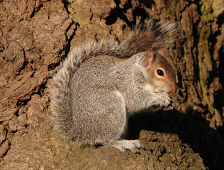 A closeup of a grey squirrel eating a nut whilst perched in a tree. 