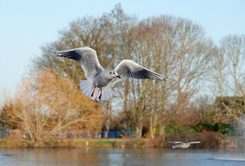 A black-headed gull hovering in the air above a lake in a park. 