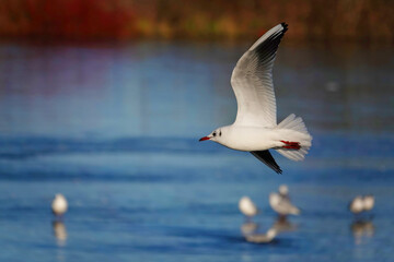 A black-headed gull flying across a park with a defocused lake in the background.