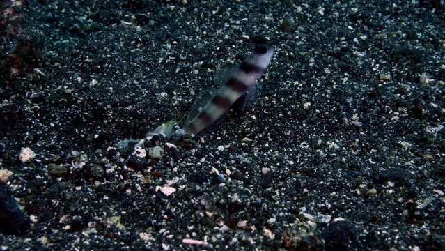 The underwater symbiotic relationship - goby fish lives together with shrimps. Sea life of Tulamben, Bali, Indonesia.
