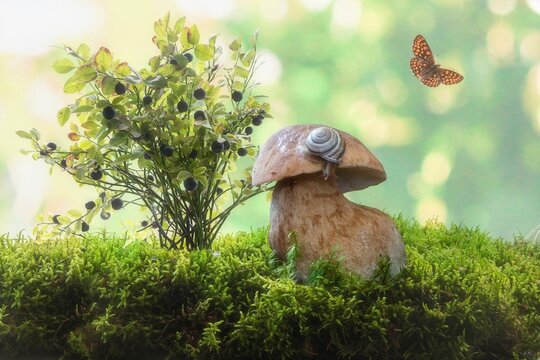 Forest story with mushrooms and snails