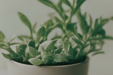 plant in a pot. Generative AI