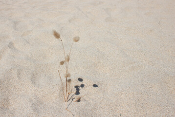 Summer beach banner of plant with shadow on sand. Flat lay concept. Copy space