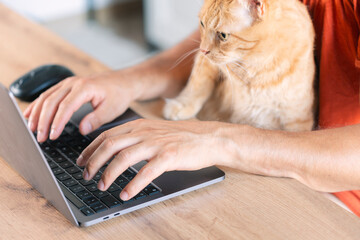 Fototapeta premium Working at home with pet laying on lap. Man works from home typing on laptop. Remote work.