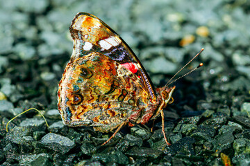 Red Admiral (Vanessa atalanta) with closed wings. Side view of a Red Admiral butterfly