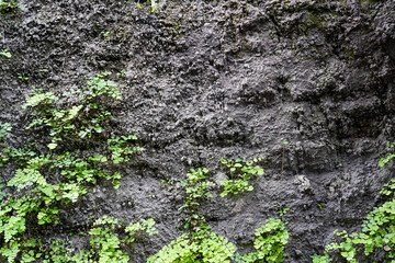 Gray wall cement texture overgrown with wild plants and moss. Nature grown wallpaper.