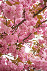 Beautiful sakura sakura in spring over blue sky