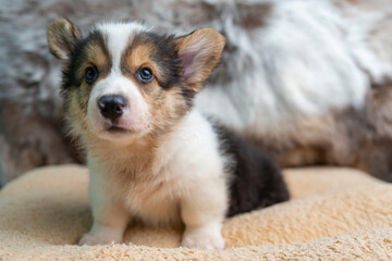 portrait of a dog