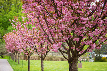 Fototapeta na wymiar Sakura Cherry blossoming alley. Wonderful scenic park with rows of blooming sakura trees in spring. Pink flowers