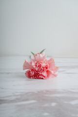 Pink carnation flowers on grey concrete background