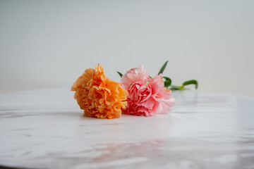 Pink carnation flowers on grey concrete background