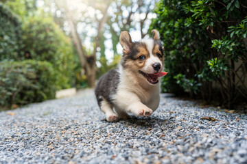 Cute Corgi Pembroke Puppy running in garden and sticking tongue out.