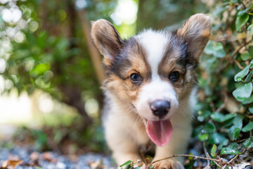 Adorable Welsh Corgi Pembroke Puppy Running in The garden.