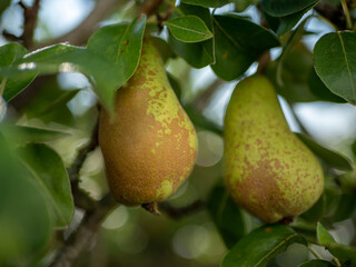 Radiant Sunlit Harvest: A captivating image showcasing ripe pears gracefully hanging from a tree, bathed in the warm glow of the sun's rays