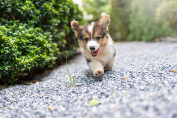 Corgi Pembroke puppy sticking tongue out walking in the garden.