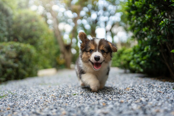 Corgi Pembroke puppy sticking tongue out walking in the garden.