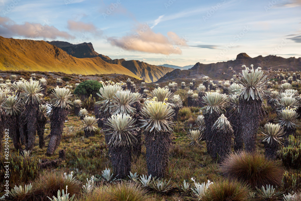 Poster plants in colombia