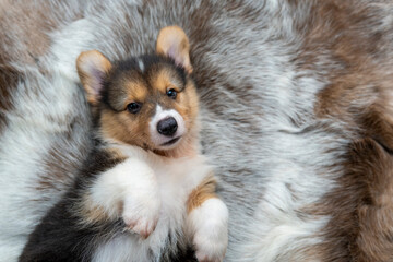 Side view Welsh corgi puppy lying on fur carpet.