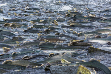 Salmon spawning