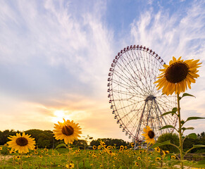 夏の夕景、葛西臨海公園_向日葵と観覧車