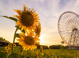 夏の夕景、葛西臨海公園_向日葵と観覧車