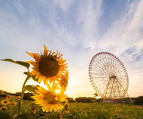 夏の夕景、葛西臨海公園_向日葵と観覧車