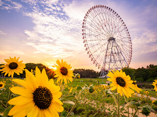 夏の夕景、葛西臨海公園_向日葵と観覧車