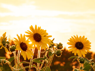 夏の夕景、葛西臨海公園_向日葵