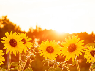 夏の夕景、葛西臨海公園_向日葵