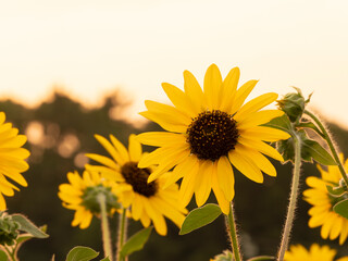 夏の夕景、葛西臨海公園_向日葵