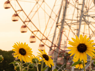 夏の夕景、葛西臨海公園_向日葵と観覧車